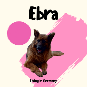 Ebra